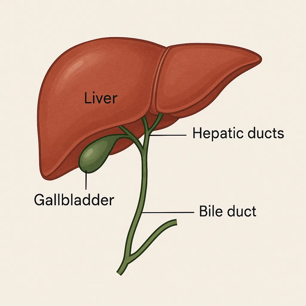 caile_biliare_principale